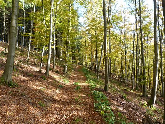 So ging es auf der Waldraute in den dichten Wald hinein.