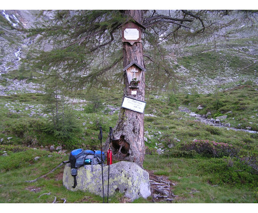 Bildbaum, etwa 20 Minuten unterhalb der Hütte.