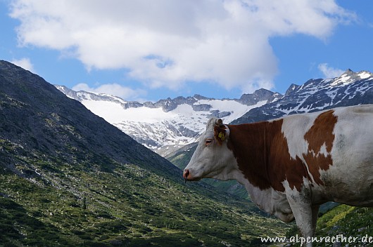 Im Großelendtal mit Großelendkees im Hintergrund