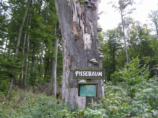 Der Pissebaum.