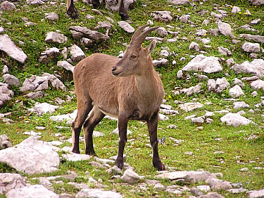 Steinbock in der Steinscharte