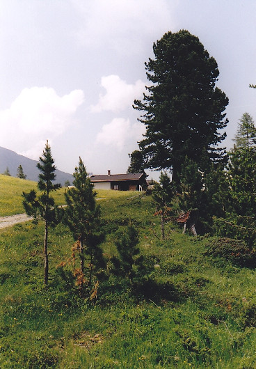 Vor der Pichler Alm