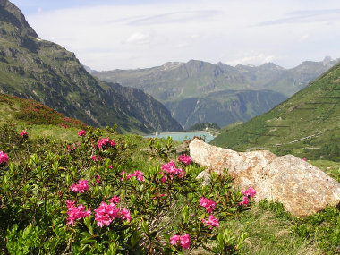 Alpenrosen, Vermuntstausee und Verwall.